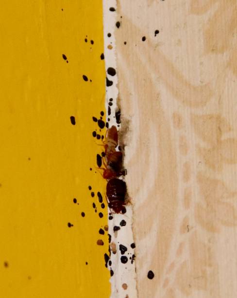 Punaises de lit dans un immeuble : comment repérer une infestation et réagir rapidement